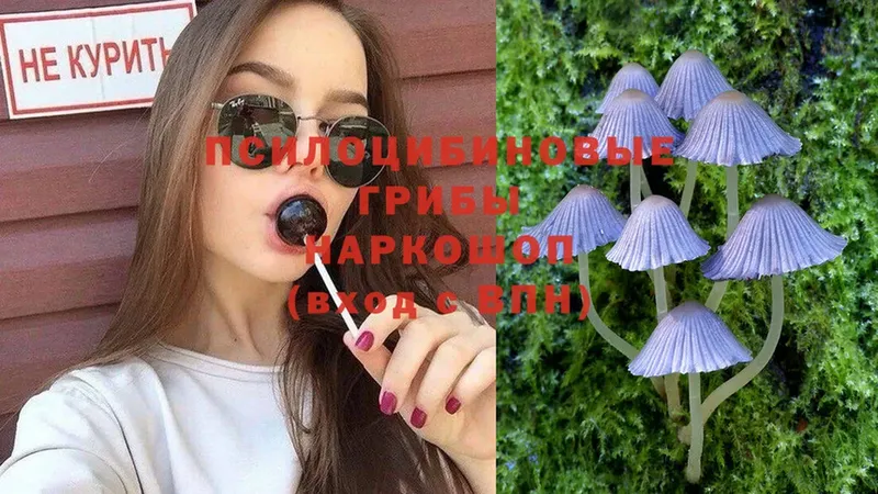 Галлюциногенные грибы Psilocybine cubensis  omg зеркало  Богучар  цены  